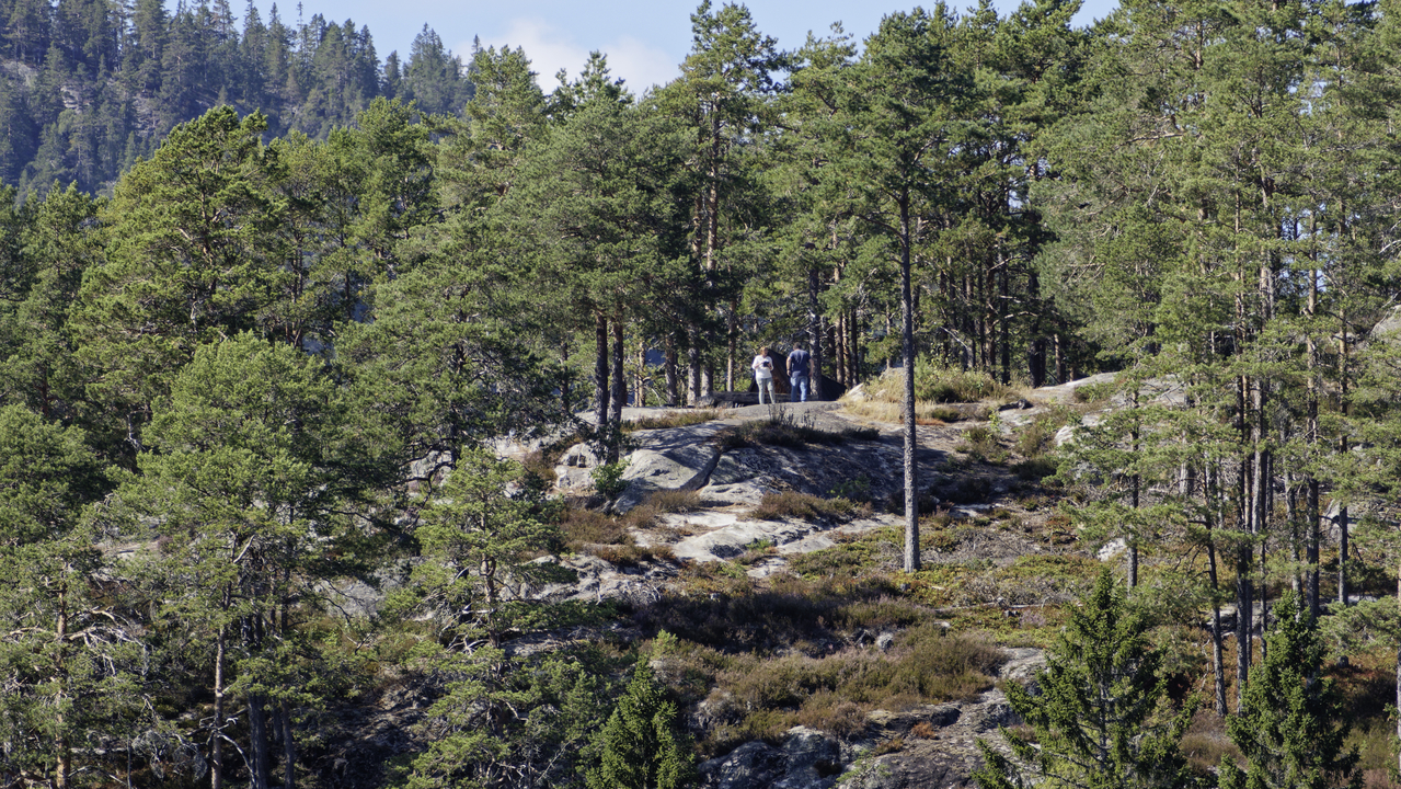 20260817 144605•Tree-Tops•Fyresdal•Telemark•Norway (Alt 335 m )